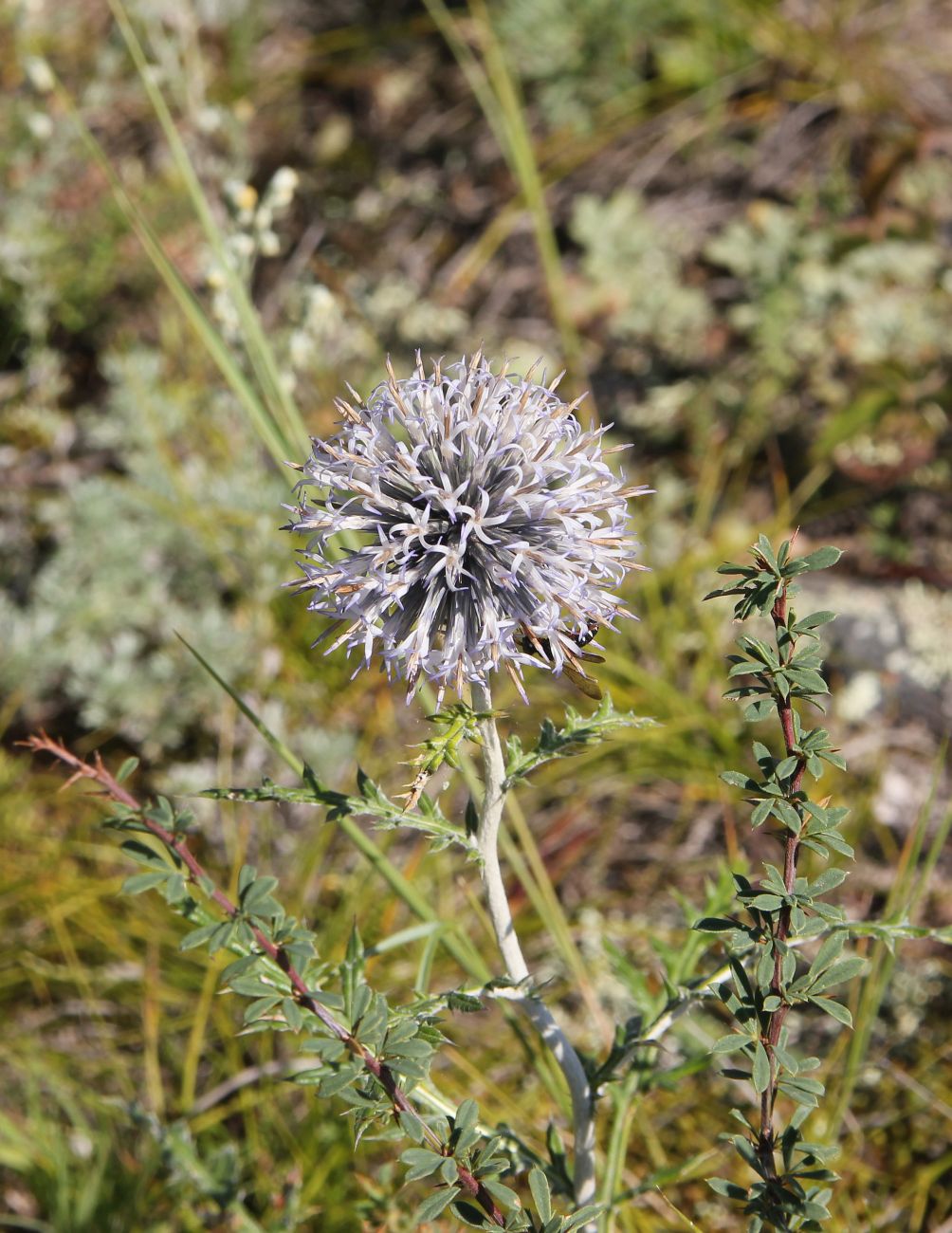 Image of Echinops sibiricus specimen.