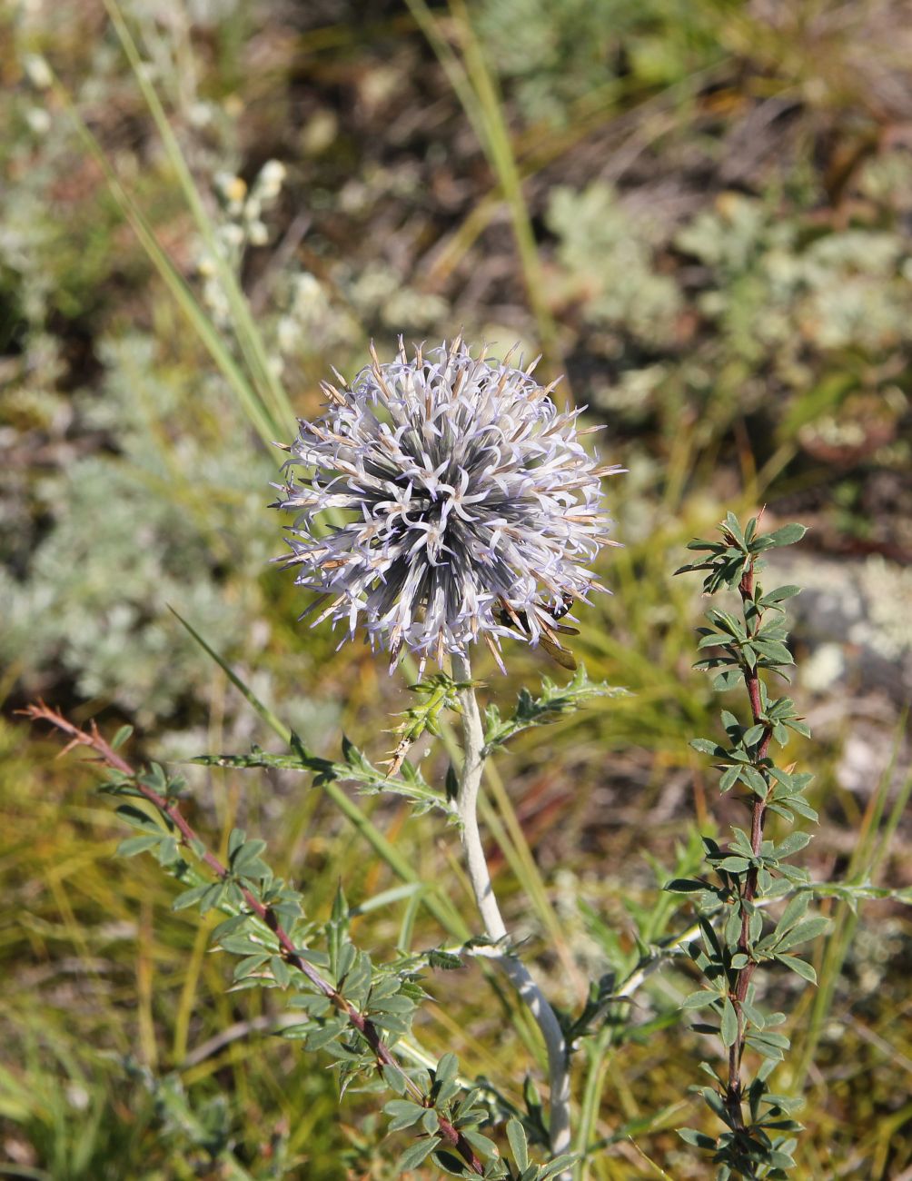 Изображение особи род Echinops.