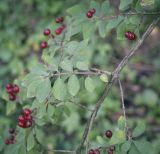Lonicera demissa
