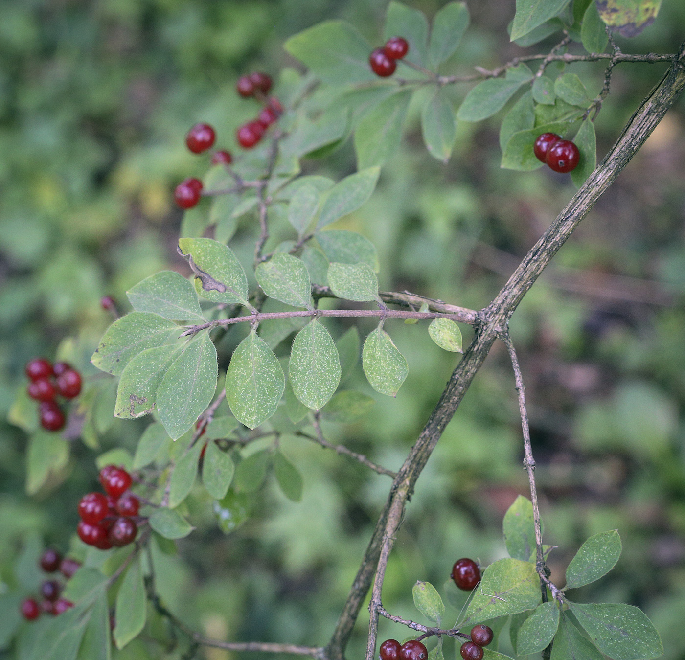 Image of Lonicera demissa specimen.