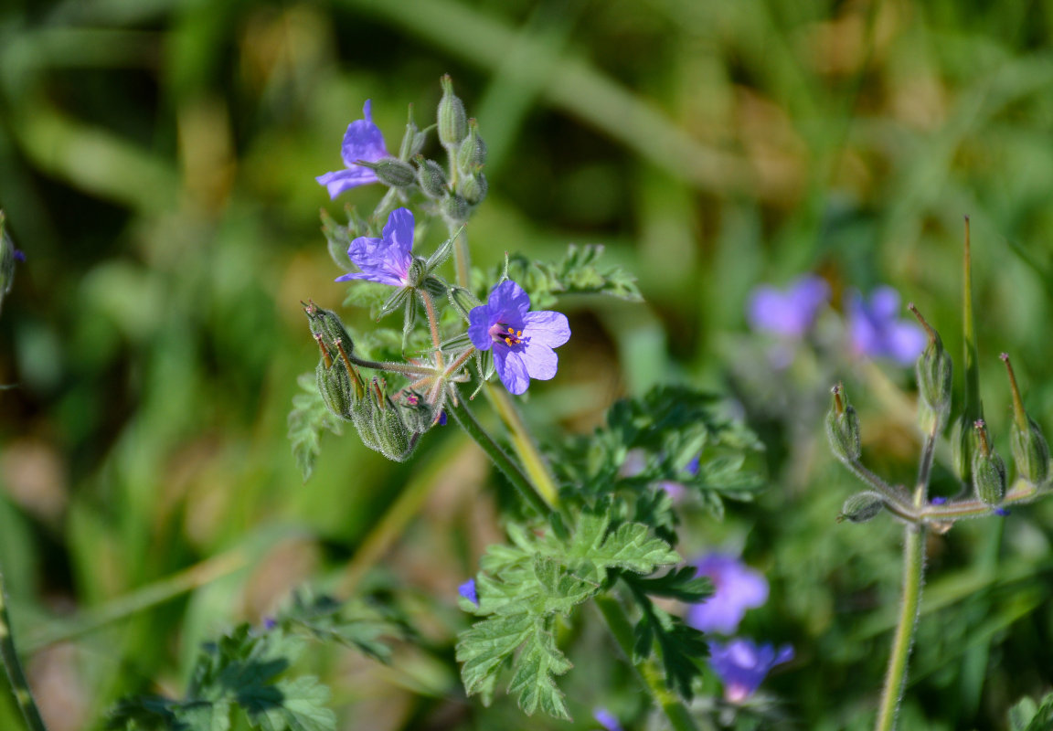 Изображение особи Erodium ciconium.