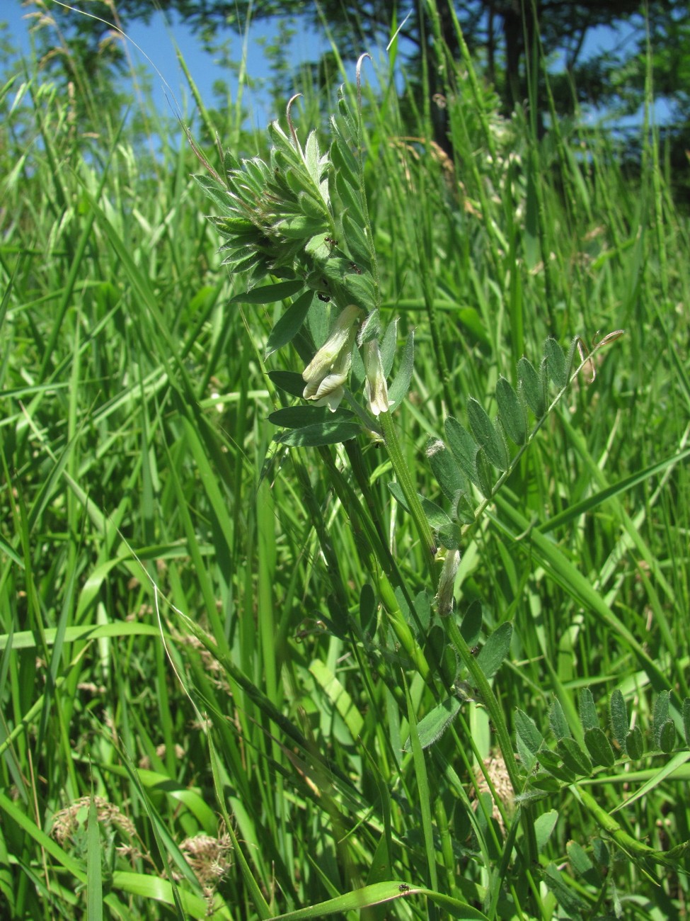 Изображение особи Vicia pannonica.