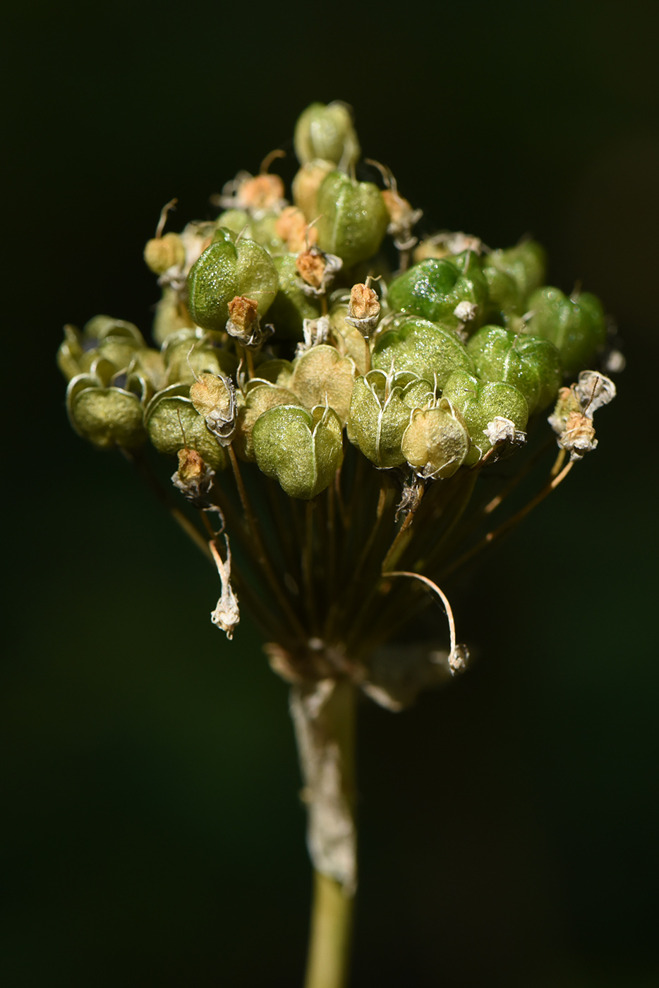 Image of Allium quercetorum specimen.