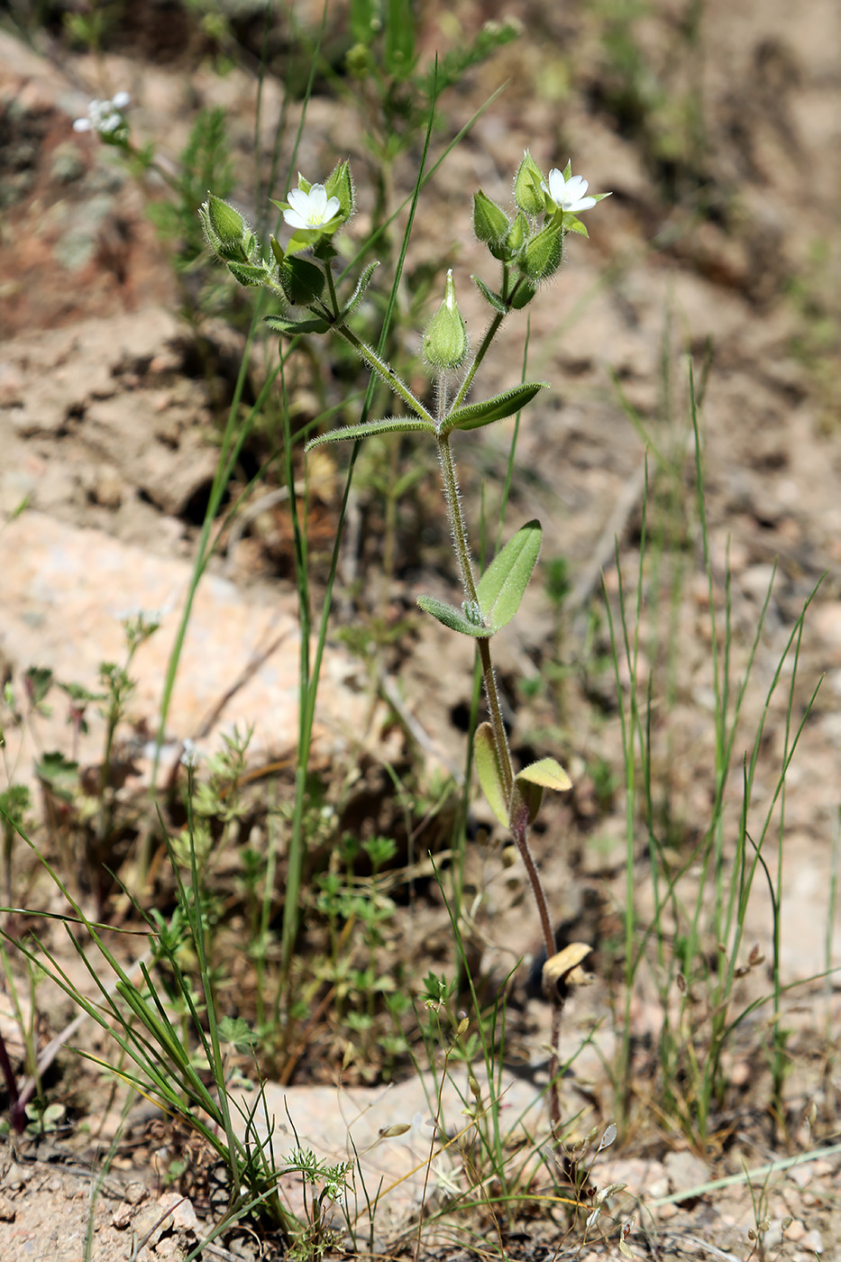 Изображение особи Cerastium dichotomum.