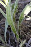 Helichrysum maracandicum. Прикорневая часть растения. Южный Казахстан, предгорья Боролдайтау. 09.06.2010.