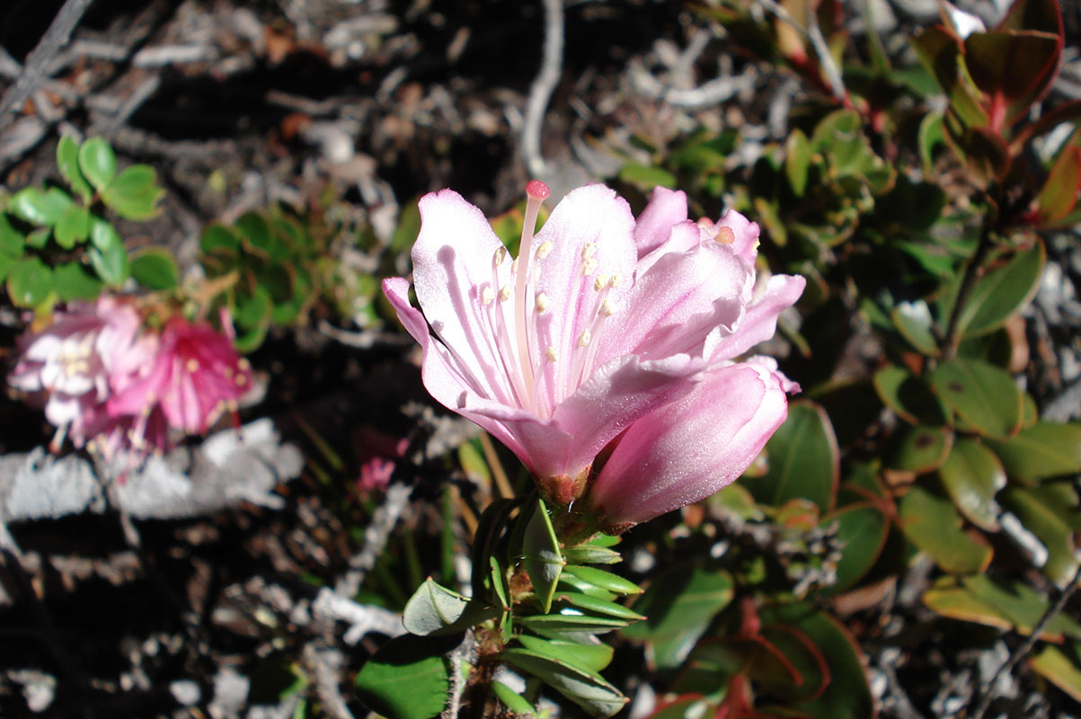 Image of Bejaria imthurnii specimen.