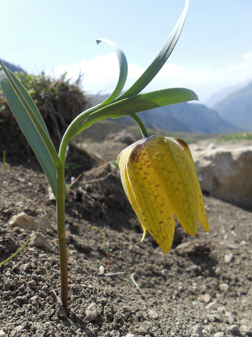 Image of Fritillaria ophioglossifolia specimen.