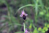 Ophrys oestrifera