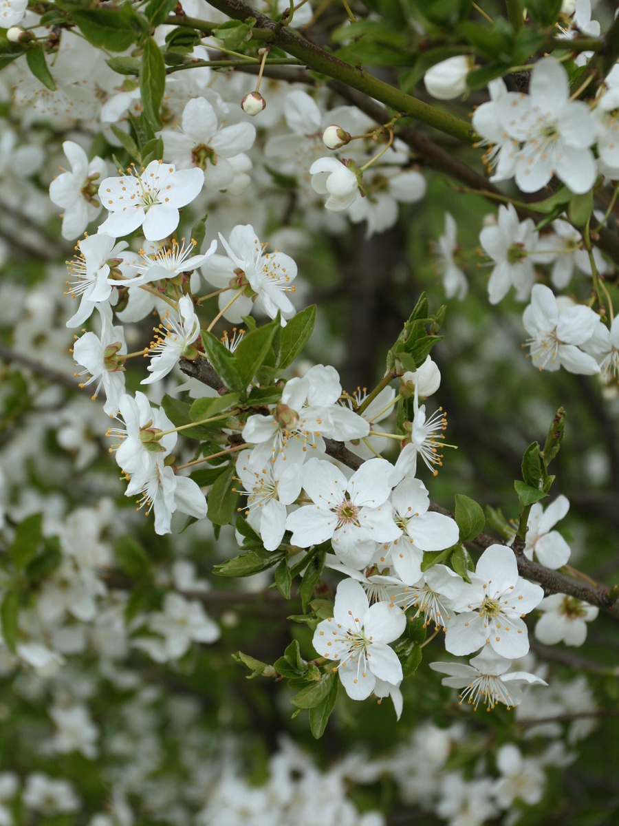 Изображение особи род Prunus.