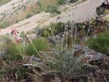 Cousinia dolichophylla