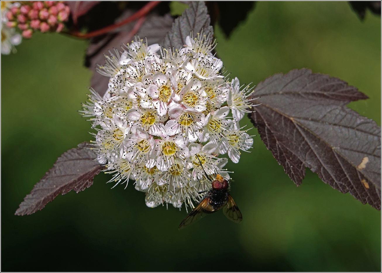 Изображение особи Physocarpus opulifolius.