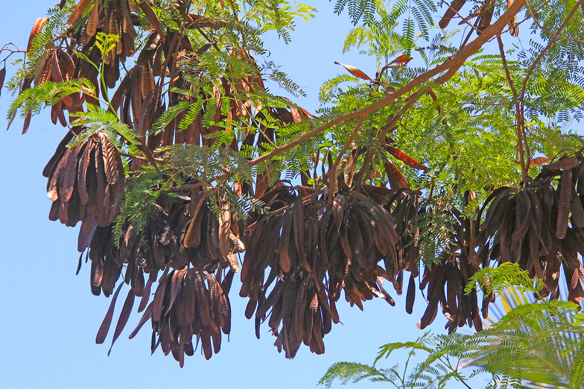 Image of Delonix regia specimen.