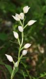 Cephalanthera damasonium. Соцветие. Дагестан, Казбековский р-н, окр. пос. Дубки, дубовый лес. 31 мая 2022 г.