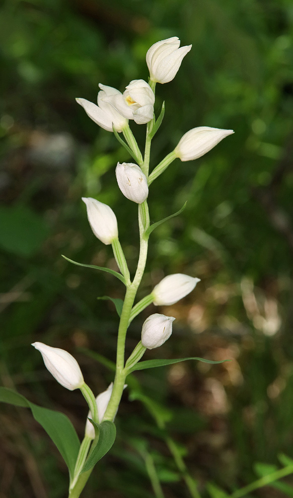 Изображение особи Cephalanthera damasonium.