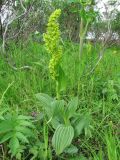 Veratrum lobelianum. Цветущее растение среди прибрежных зарослей ивняка. Полярный Урал, верховье р. Лёкъелец. 26.07.2010.