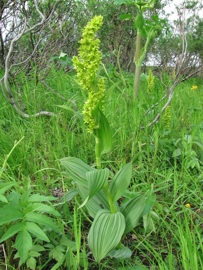 Изображение особи Veratrum lobelianum.