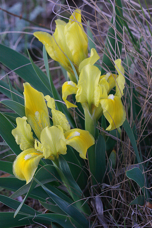 Image of Iris pumila specimen.