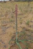 Eremurus inderiensis