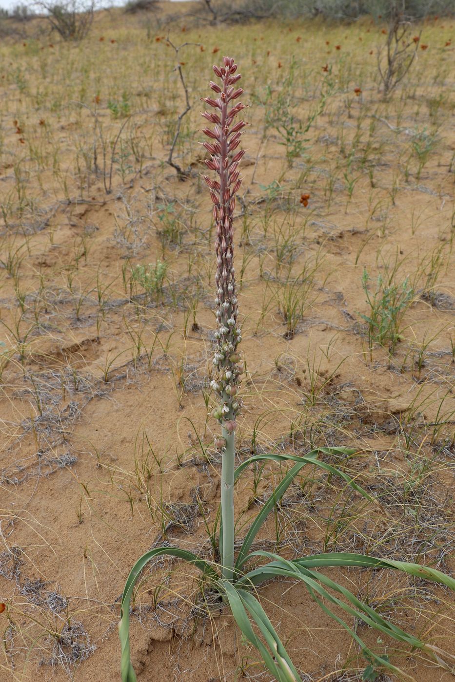 Изображение особи Eremurus inderiensis.