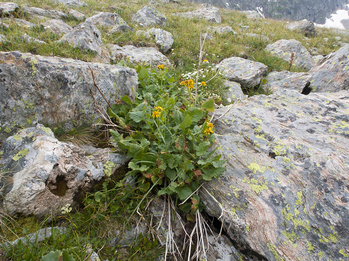 Изображение особи Senecio taraxacifolius.