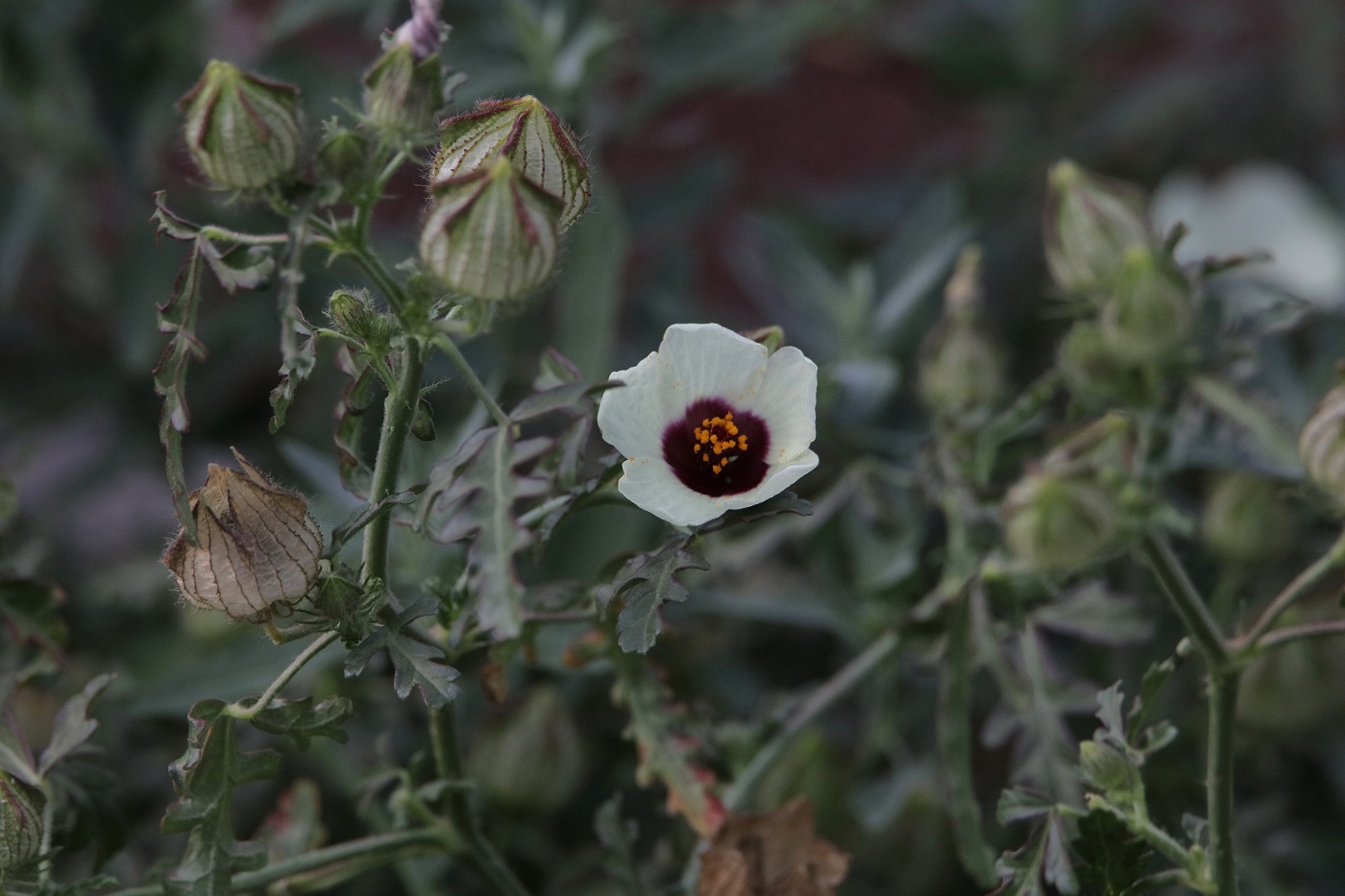 Изображение особи Hibiscus trionum.