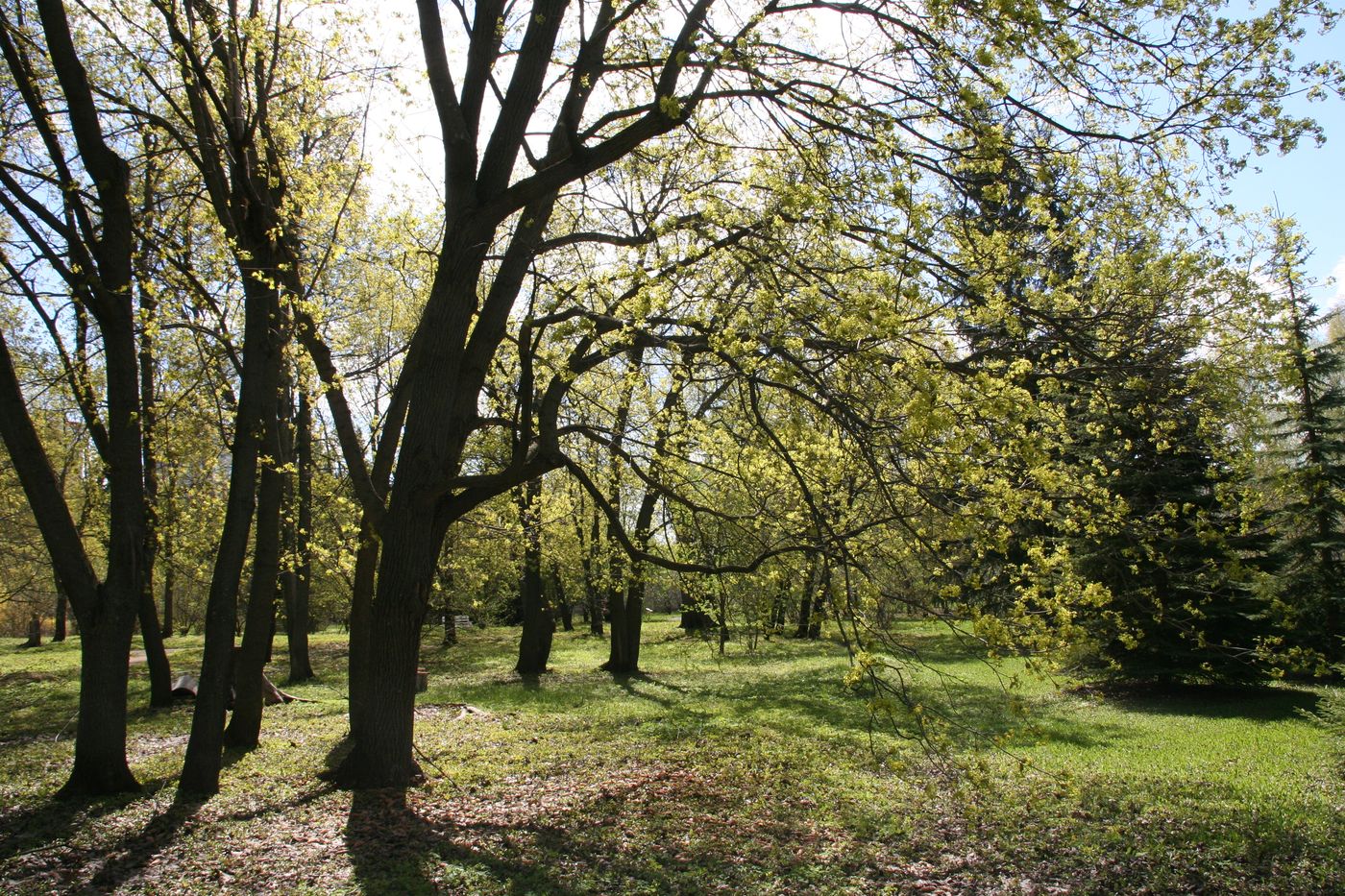 Image of Acer platanoides specimen.