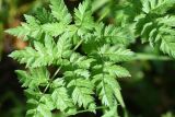 familia Apiaceae