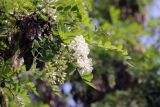 Robinia pseudoacacia. Соцветия, соплодие и листья. Бутан, дзонгхаг Тхимпху, г. Тхимпху. 01.05.2019.