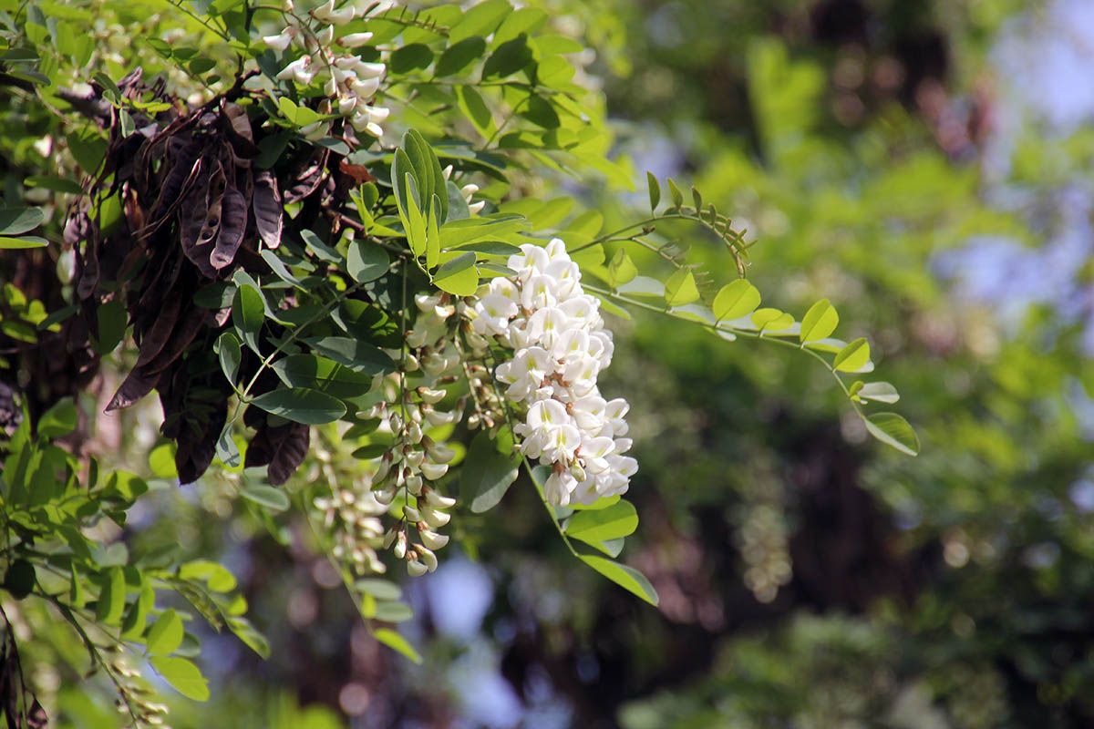 Изображение особи Robinia pseudoacacia.