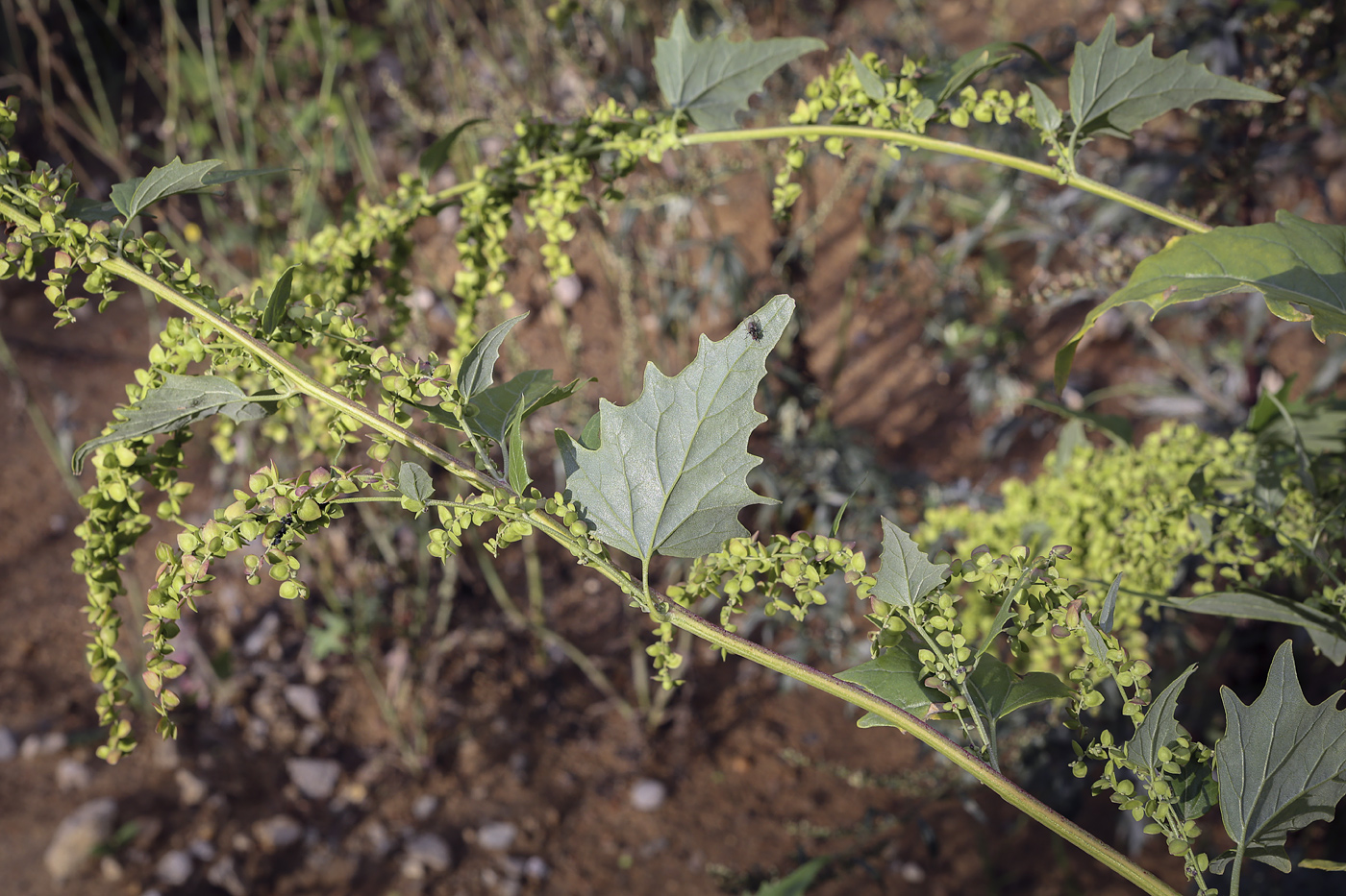 Изображение особи Atriplex sagittata.