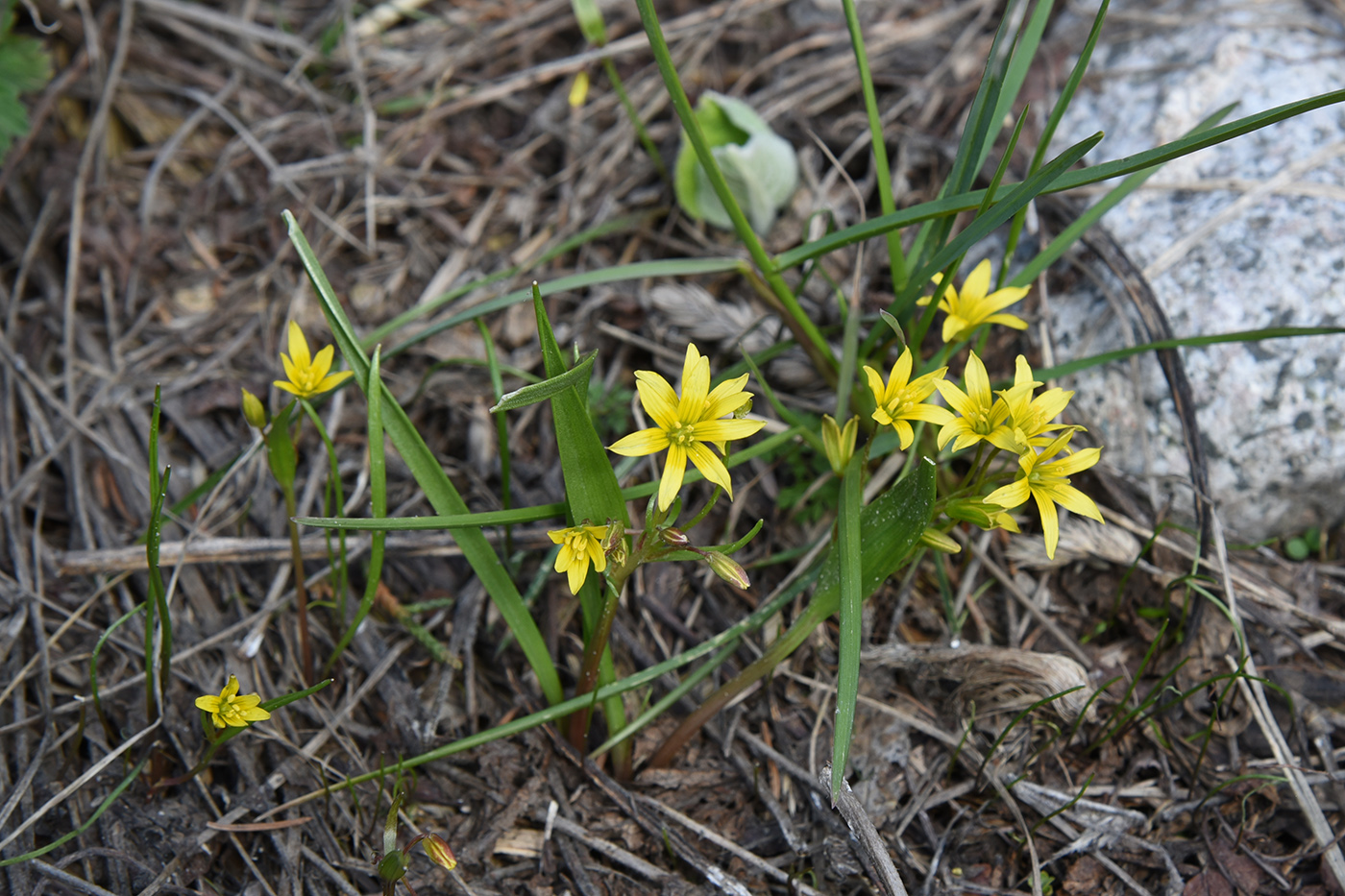 Изображение особи Gagea liotardii.