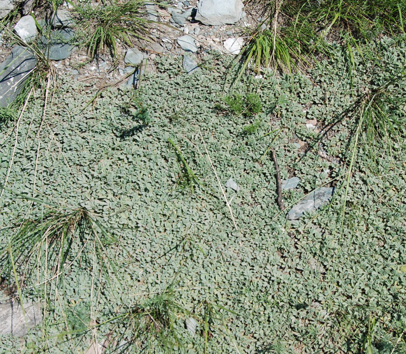 Изображение особи Potentilla acaulis.