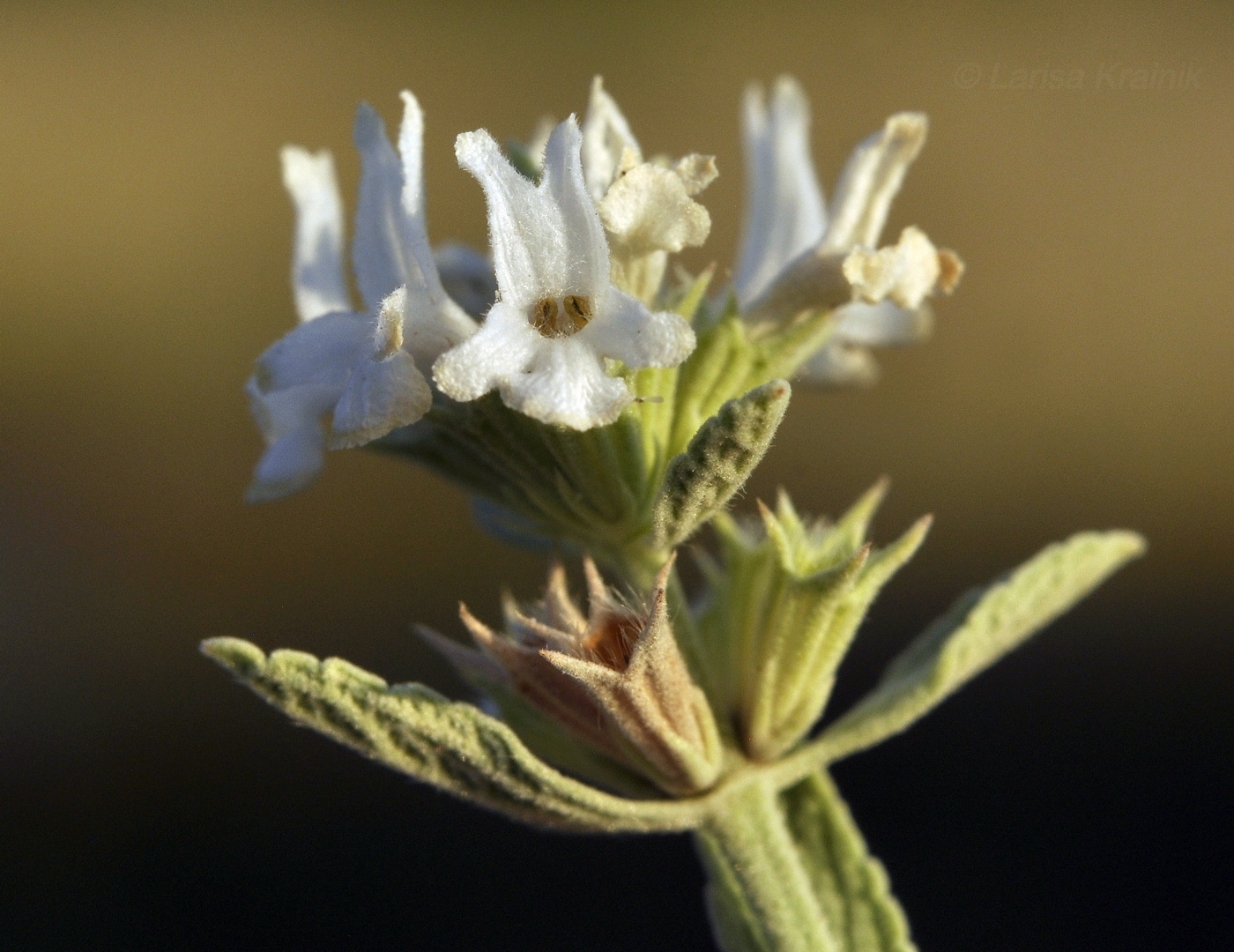 Image of Marrubium peregrinum specimen.