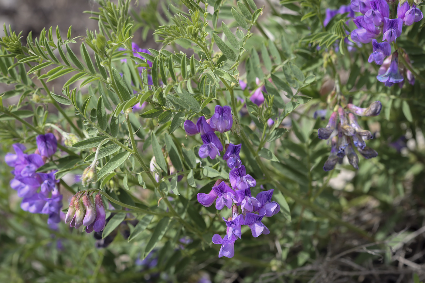 Image of Vicia uralensis specimen.