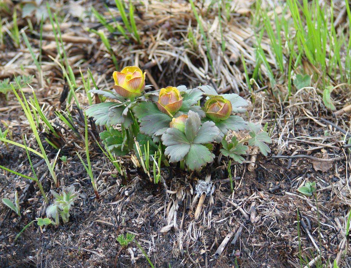 Изображение особи род Trollius.