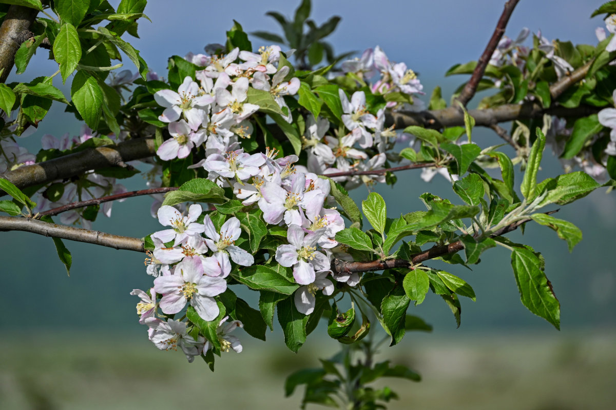 Изображение особи род Malus.