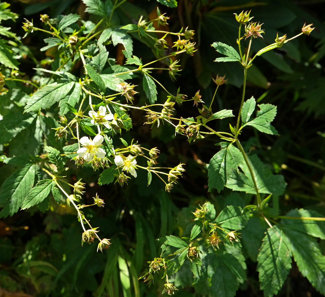 Image of Potentilla elatior specimen.