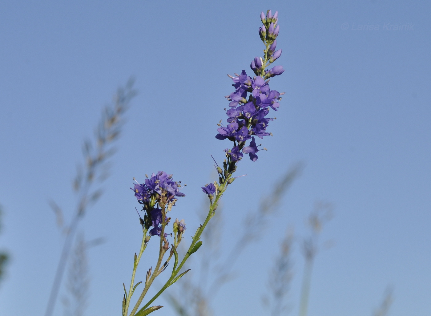 Изображение особи Veronica linariifolia.