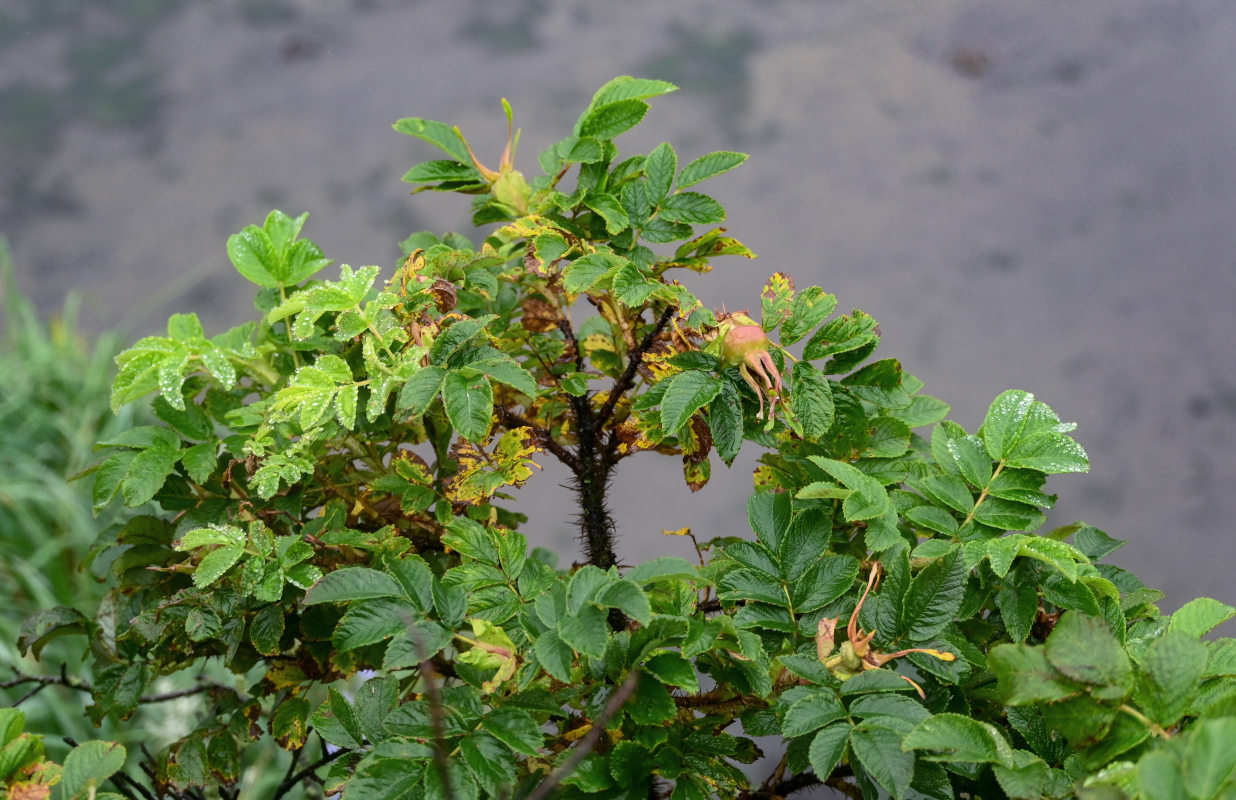 Image of Rosa rugosa specimen.