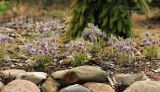 Pulsatilla ajanensis