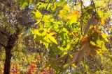 Platanus × acerifolia. Верхушки веток с соплодиями и листьями в осенней окраске. Израиль, г. Иерусалим, ботанический сад университета. 30.11.2022.