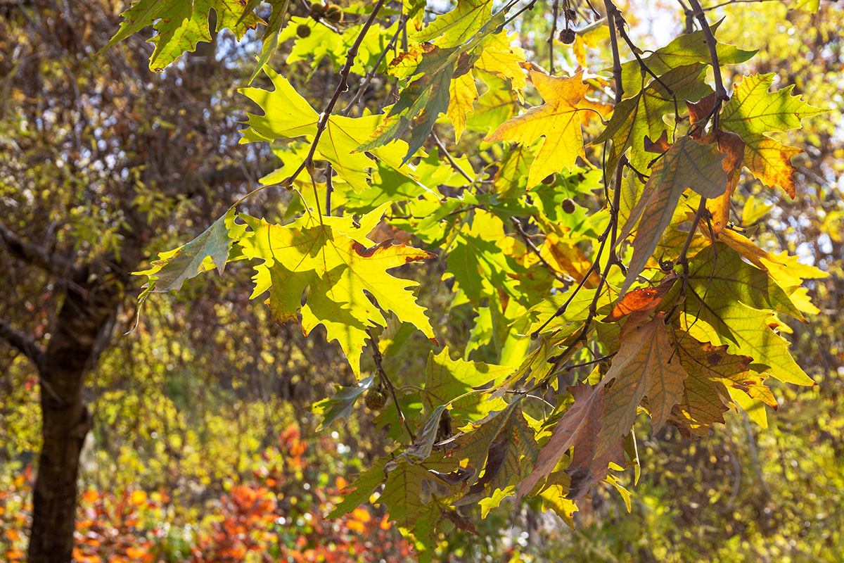 Изображение особи Platanus &times; acerifolia.