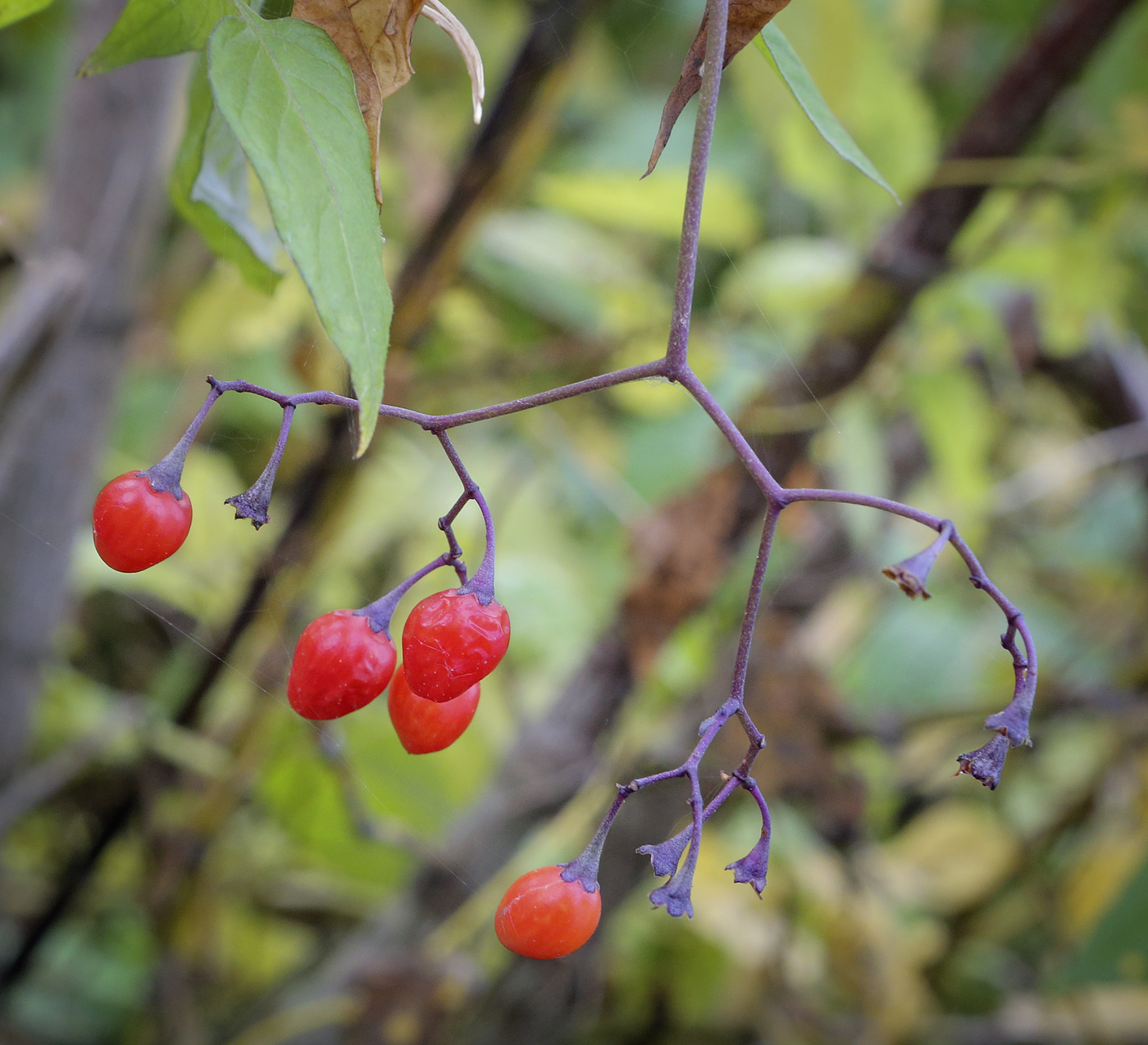 Изображение особи Solanum dulcamara.