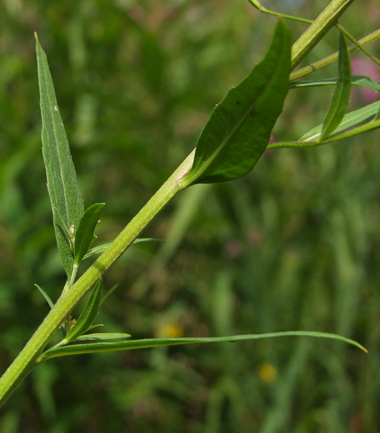 Image of Erysimum cheiranthoides specimen.