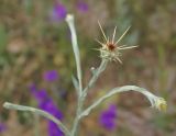 Centaurea solstitialis