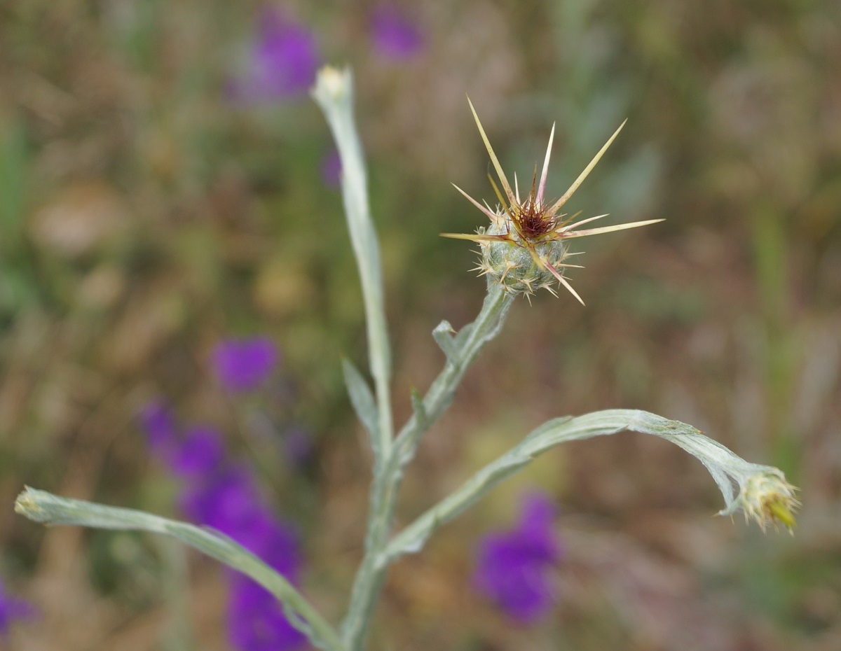 Изображение особи Centaurea solstitialis.