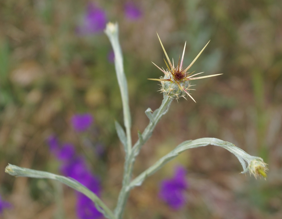 Image of Centaurea solstitialis specimen.