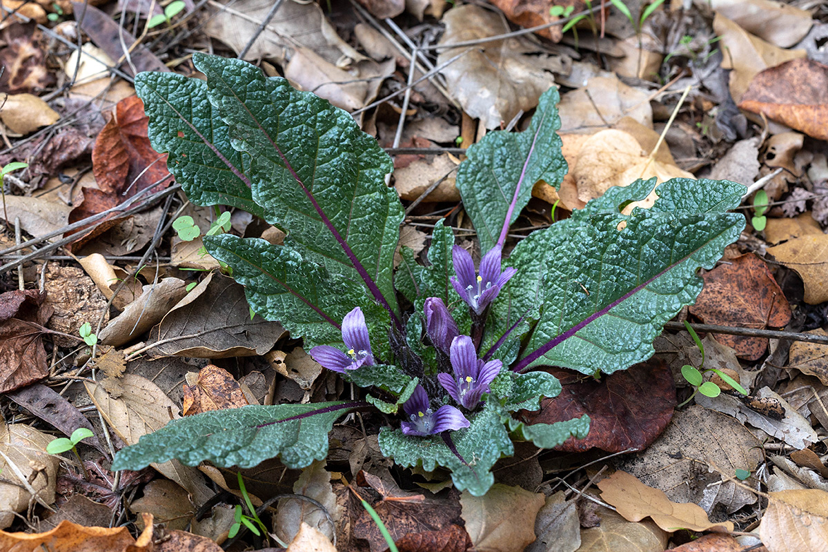 Изображение особи Mandragora officinarum.