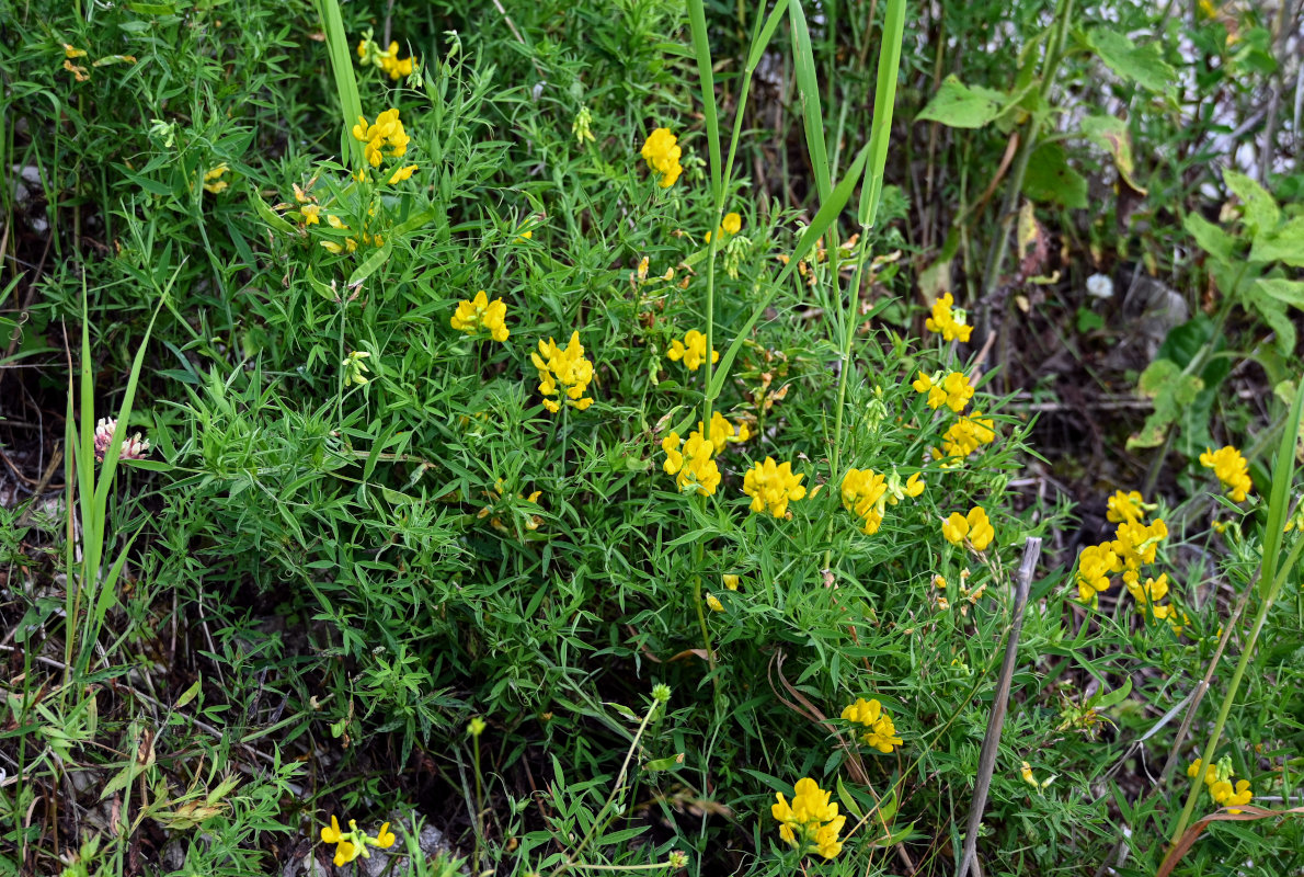 Image of Lathyrus pratensis specimen.