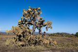 род Opuntia